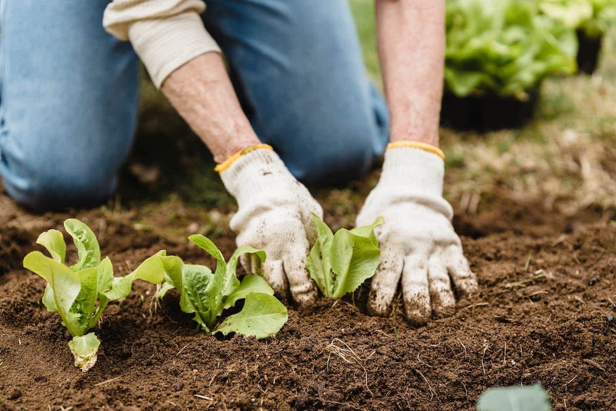 jardinage écoresponsable